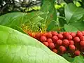 Jeunes fleurs de Combretum rotundifolium.