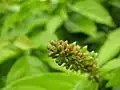 Jeune inflorescence de Combretum rotundifolium cultivé dans un Parc à Kolkata (Inde).