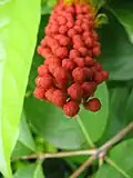 Boutons floraux de Combretum rotundifolium.