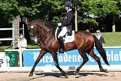 Cheval marron foncé enfermé au niveau de la tête, vu de profil et monté par un homme.