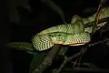 Viperidae Crotale de Wagler