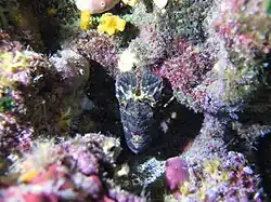Petite cigale de mer, Scyllarus arctus à l'entrée de la grotte d'Escampobariou, Var, France.