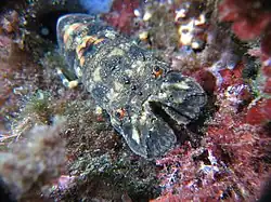 Scyllarus arctus en milieu naturel (1&nbsp;m  de profondeur environ sous un surplomb rocheux). La pointe des chevaliers, presqu'île de Giens, Var, France.