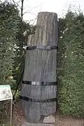 Tronc fossile de Walchia.