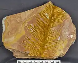 Walchia sp.