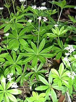 Feuilles verticillées du gaillet odorant