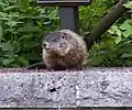 Marmotte