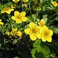 Waldsteinia ternata, Europe centrale, Sibérie, Chine, Japon.