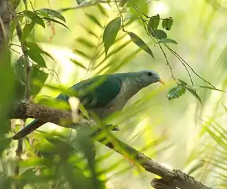 Description de l'image Walik Sulawesi (Walik Malomiti).jpg.