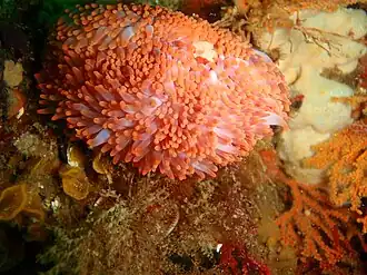 Preactis millardae, une Preactiidae.