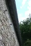 Mur d'os de mouton
