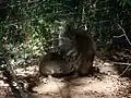 Wallaby de Parma