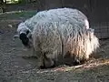 Brebis au parc de Pforzheim