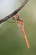 Pantala flavescens mâle
