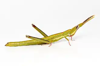 Description de l'image Warramaba virgo 112334134.jpg.