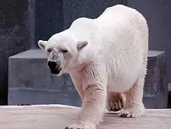 Ours blanc au zoo de Varsovie.