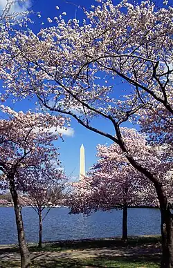 Le Tidal Basin bordé de cerisiers en fleurs ; Washington, D.C.