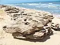 Coquina sur la plage  du Washington Oaks State Gardens en Floride
