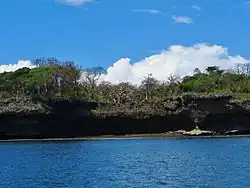 Une grande partie de la côte repose sur un récif de corail fossile du Pléistocène, parfois visible comme ici à Wasini.