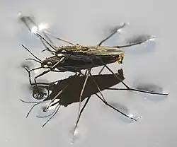 Accouplement superposé, sur l'eau, chez Gerris sp., Gerridae (Gerromorpha)