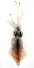 Watasenia scintillans
