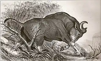 Dessin de Robert Armitage Sterndale (en) (1886).
