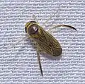 Callicorixa praeusta, GB