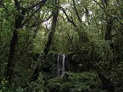Chute d'eau dans la forêt de brouillard : le recouvrement épiphyte est important.