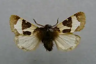 Écaille chaste(Watsonarctia deserta)
