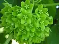 Fleur.