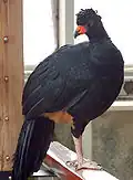 ♀