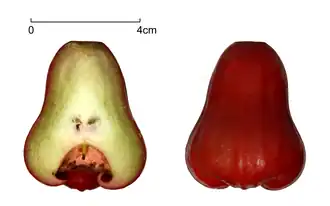 Plan de coupe du fruit.