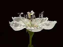 Fleur.