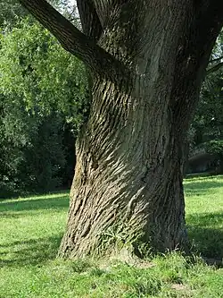 Arbre centenaire