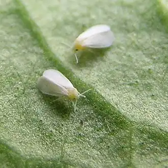 Description de l'image Weisse-Fliege.jpg.
