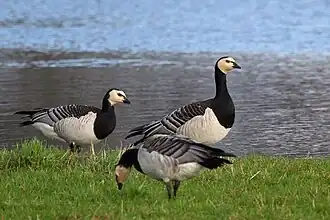 Branta leucopsis