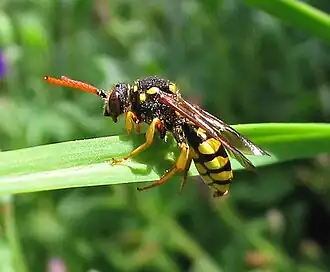 Cette Nomada succincta est bien une abeille, malgré sa ressemblance avec les guêpes.