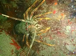 Jasus lalandii