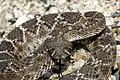 Crotale diamantin de l'Ouest.