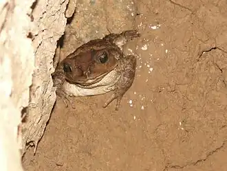 Description de l'image Western Giant Toad4 .cu (3).jpg.