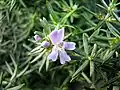 Westringia eremicola