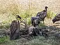 Des vautours africains (Gyps africanus), sur la carcasse d'un gnou.