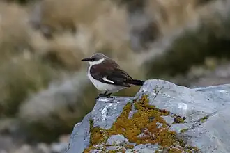 Description de l'image White-bellied Cinclodes (Cinclodes palliatus).jpg.