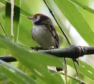 Description de l'image White-cheeked Tody-Flycatcher imported from iNaturalist photo 239783240 on 9 January 2023.jpg.