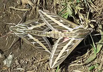 Accouplement