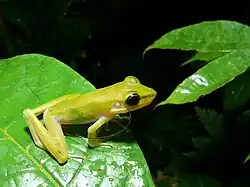 Parc national du Gunung Mulu, Malaisie