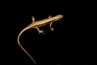 Description de l'image White-lipped Skink - Trachylepis albilabris.jpg.