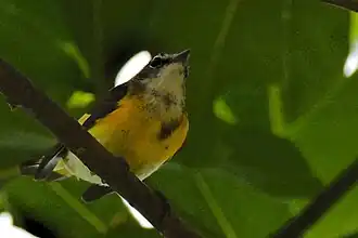 Description de l'image White-lored Warbler.jpg.