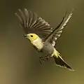 Méliphage serti en vol dans Capertee Valley&nbsp;(en), Nouvelle-Galles du Sud, Australie.