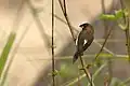 Lonchura striata acuticauda